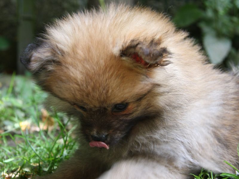 Pomeranians allergies skin licking