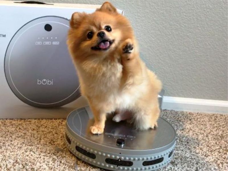 pomeranians shedding in the home vaccum