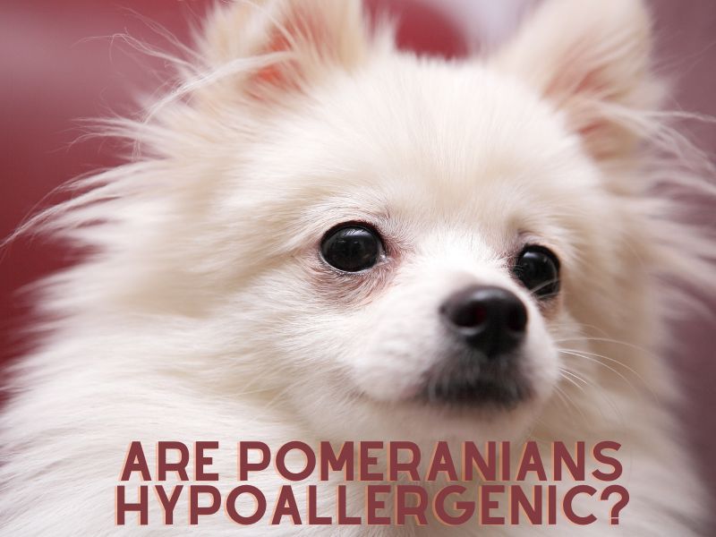 7. are pomeranians hypoallergenic