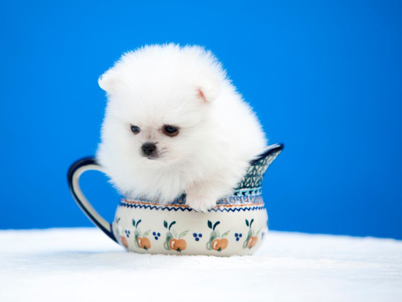 8. do pomeranians puppies shed