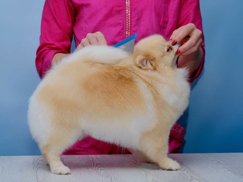 how much do pomeranian shed