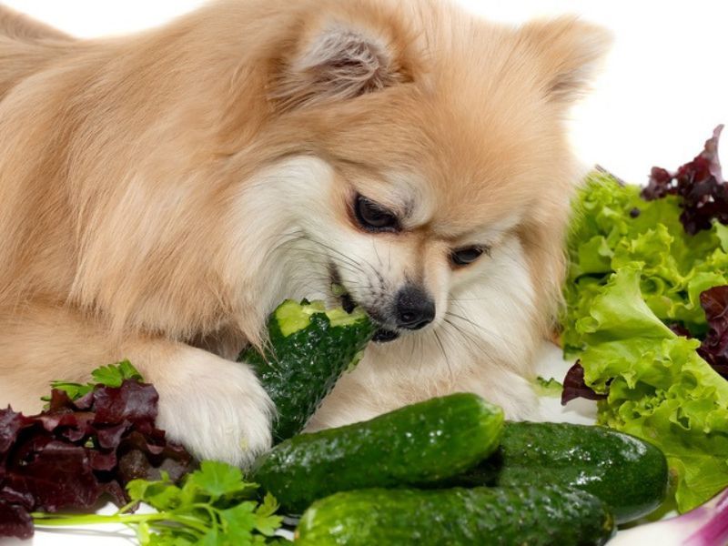 get your dog to eat their vegetables
