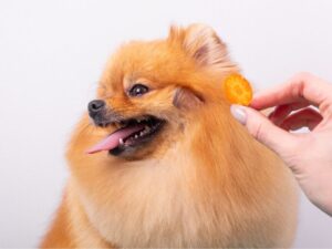 why dogs dont like vegetables