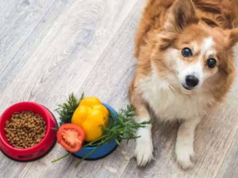 are vegetables good for dogs
