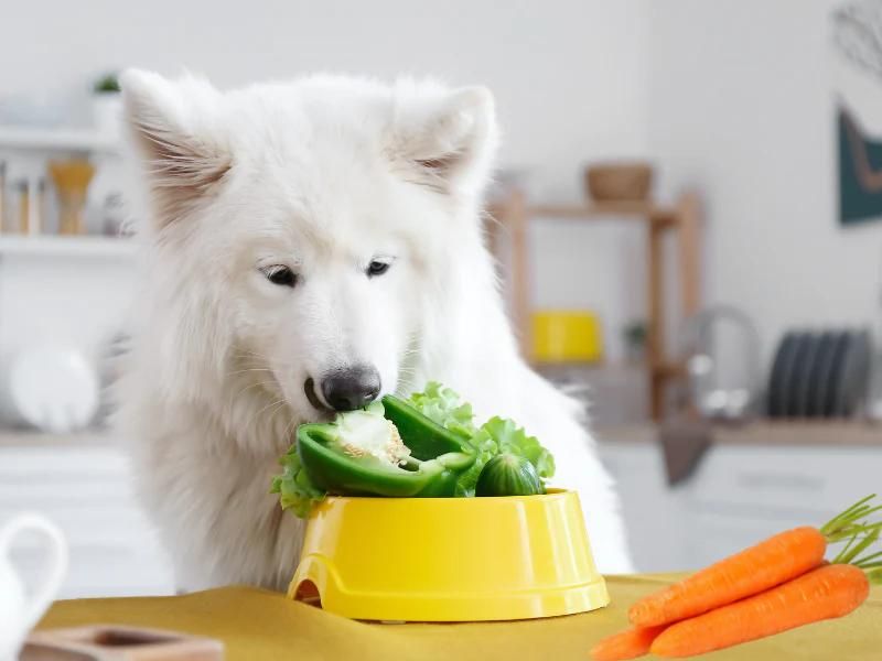 vegetable diet for dog