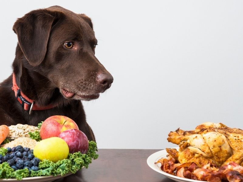 meat vs vegetables for dogs
