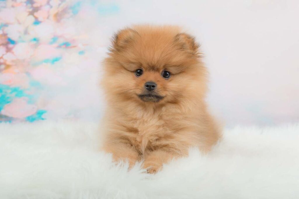 cute pomeranian sitting nicely