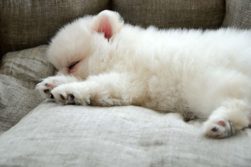 pomeranian sleeping on the couch