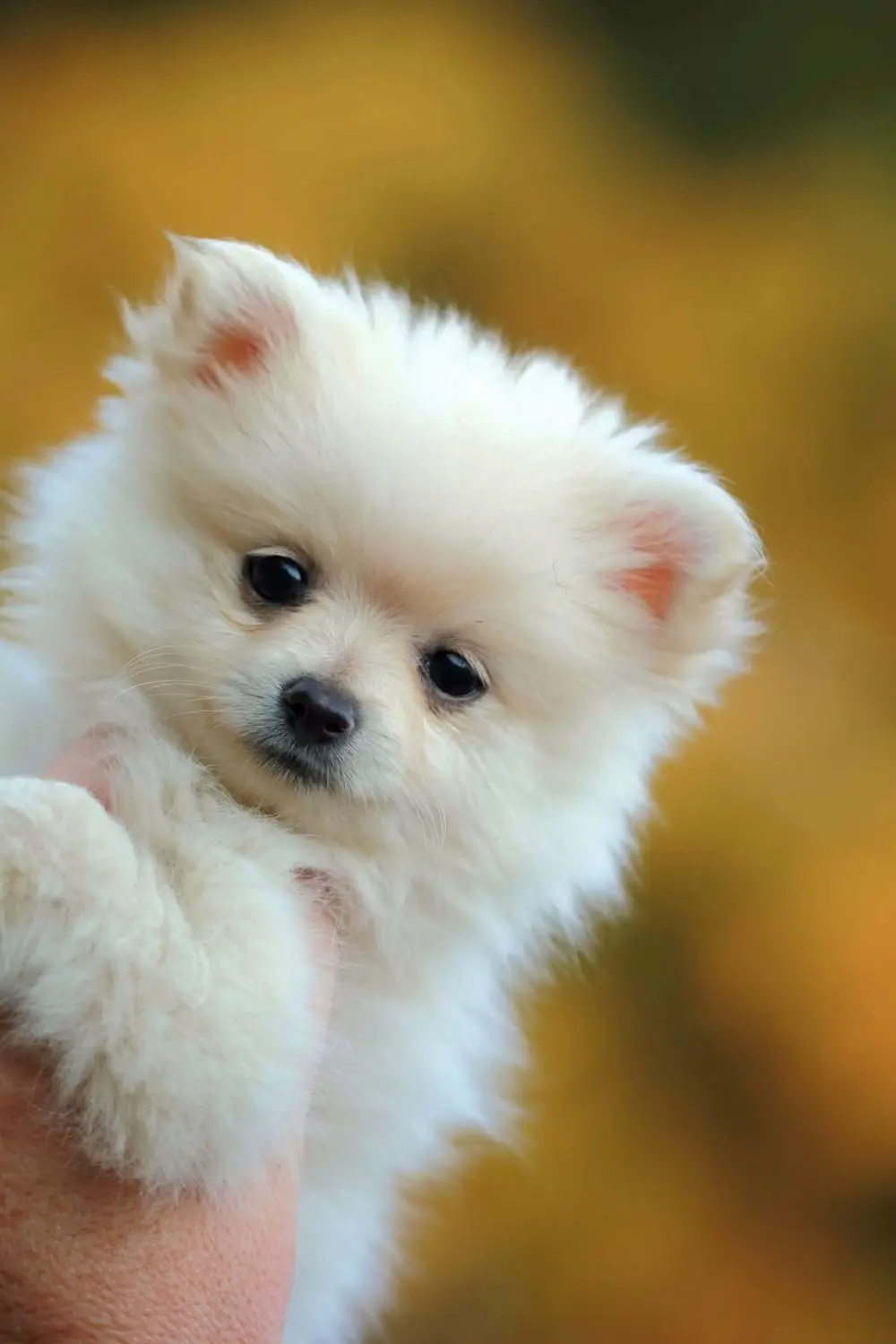 Pomeranian puppy