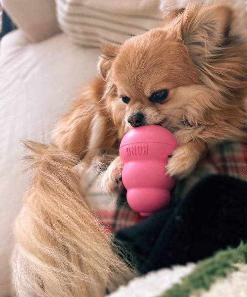 Pomeranian chewing kong toy