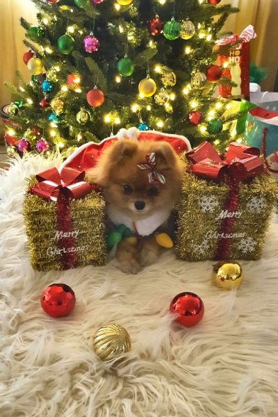 Luxury Gifts for Pomeranians